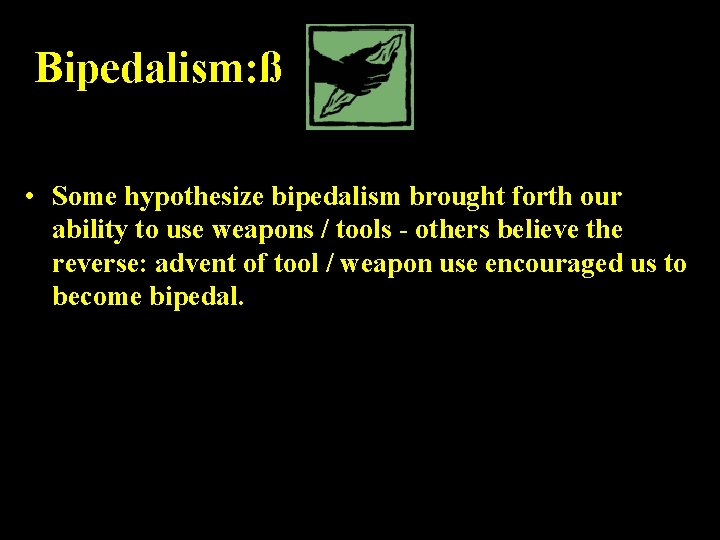 Bipedalism: ß Weapons & tools • Some hypothesize bipedalism brought forth our ability to