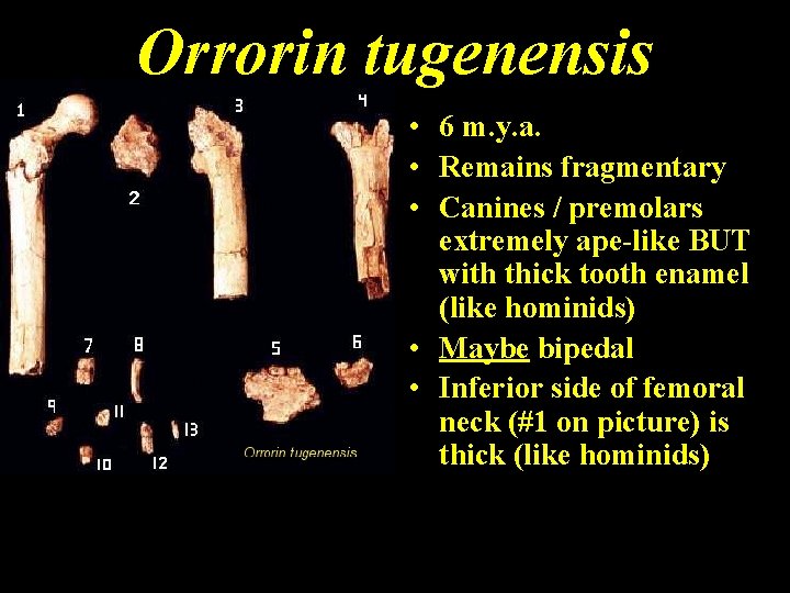 Orrorin tugenensis • 6 m. y. a. • Remains fragmentary • Canines / premolars
