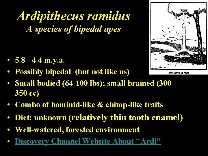 Ardipithecus ramidus A species of bipedal apes • 5. 8 - 4. 4 m.