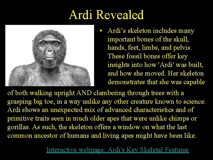 Ardi Revealed • Ardi’s skeleton includes many important bones of the skull, hands, feet,