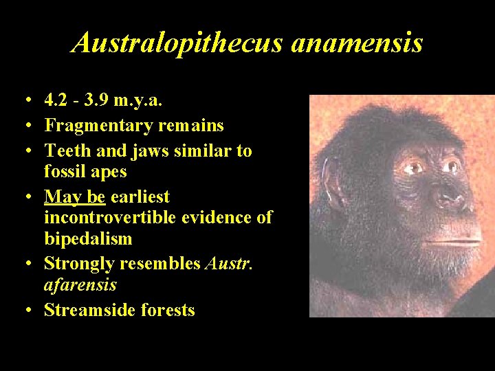 Australopithecus anamensis • 4. 2 - 3. 9 m. y. a. • Fragmentary remains