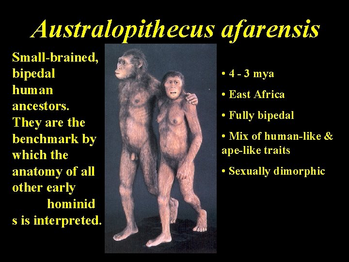 Australopithecus afarensis Small-brained, bipedal human ancestors. They are the benchmark by which the anatomy
