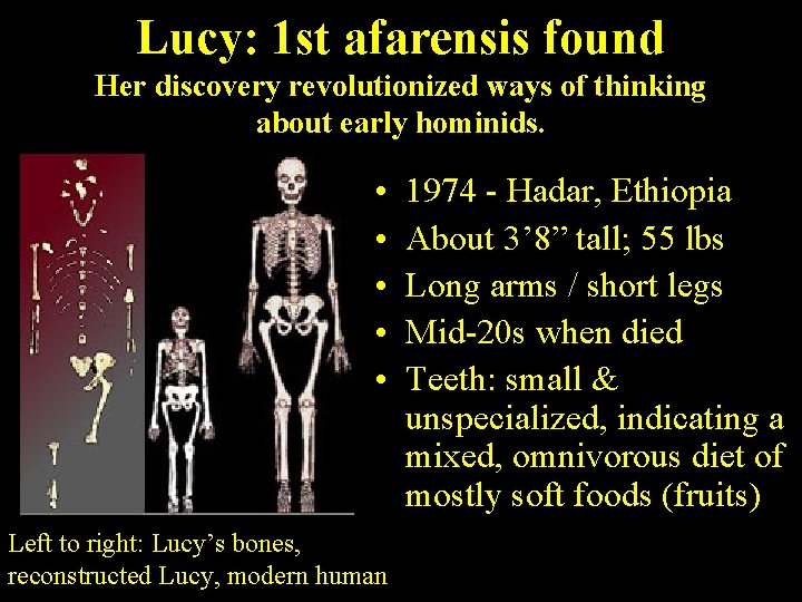 Lucy: 1 st afarensis found Her discovery revolutionized ways of thinking about early hominids.