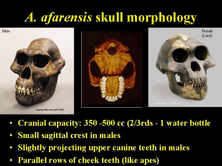 A. afarensis skull morphology Male • • Female (Lucy) Cranial capacity: 350 -500 cc