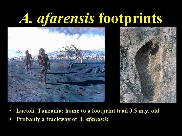 A. afarensis footprints • Laetoli, Tanzania: home to a footprint trail 3. 5 m.