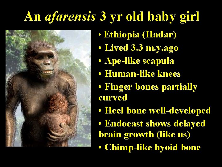 An afarensis 3 yr old baby girl • Ethiopia (Hadar) • Lived 3. 3
