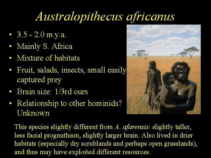 Australopithecus africanus • • 3. 5 - 2. 0 m. y. a. Mainly S.