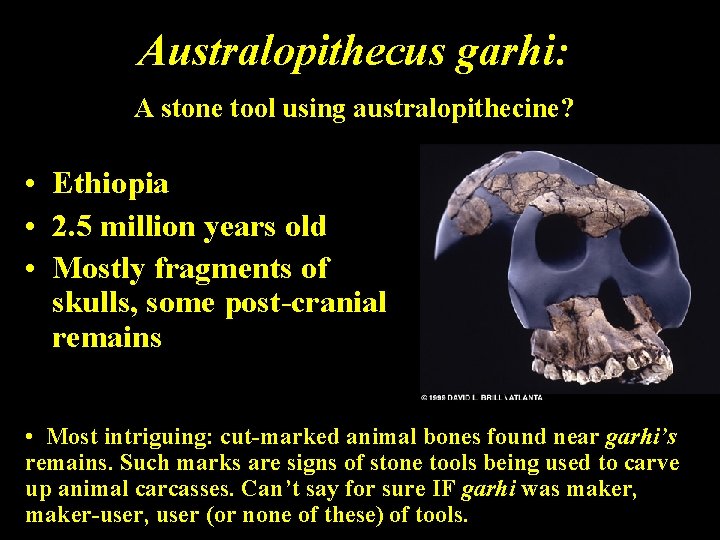 Australopithecus garhi: A stone tool using australopithecine? • Ethiopia • 2. 5 million years