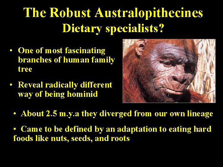 The Robust Australopithecines Dietary specialists? • One of most fascinating branches of human family