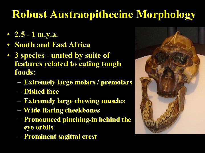 Robust Austraopithecine Morphology • 2. 5 - 1 m. y. a. • South and