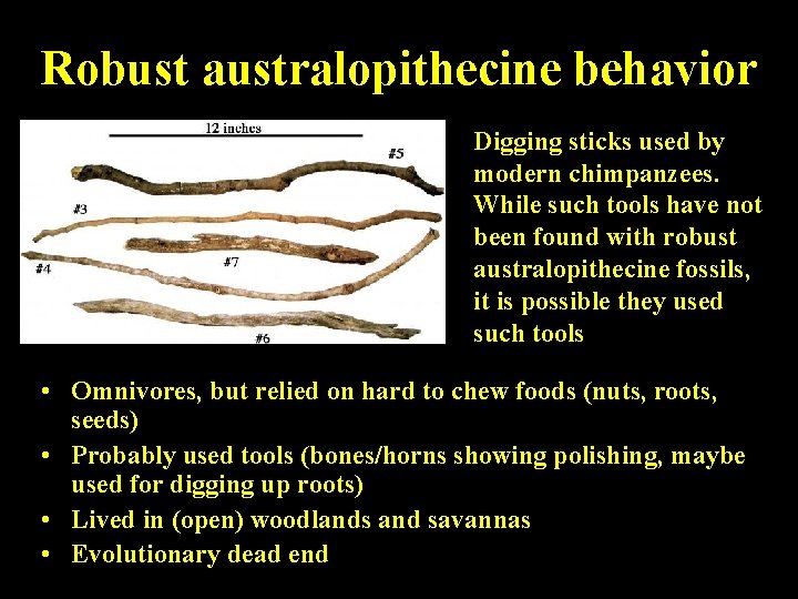 Robust australopithecine behavior Digging sticks used by modern chimpanzees. While such tools have not