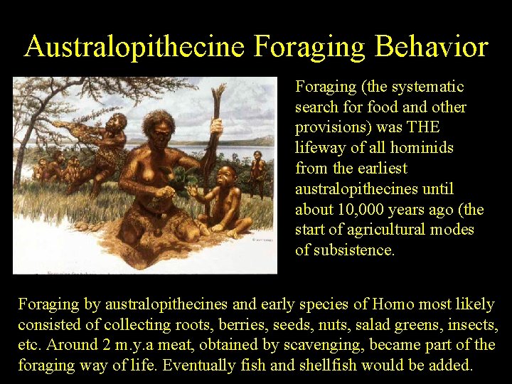 Australopithecine Foraging Behavior Foraging (the systematic search for food and other provisions) was THE