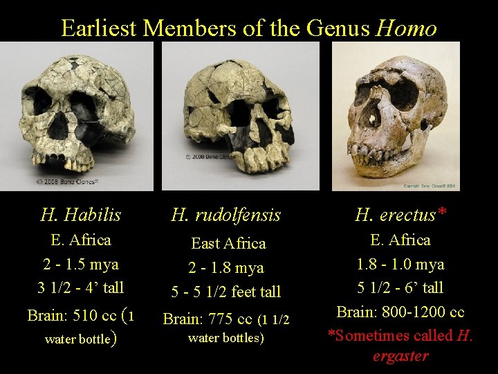 Earliest Members of the Genus Homo H. Habilis H. rudolfensis H. erectus* E. Africa