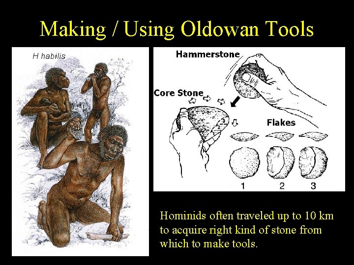 Making / Using Oldowan Tools Hominids often traveled up to 10 km to acquire