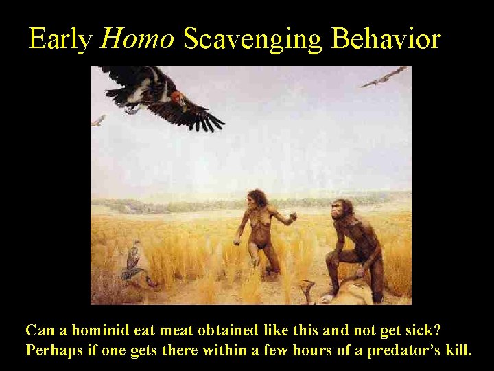 Early Homo Scavenging Behavior Can a hominid eat meat obtained like this and not