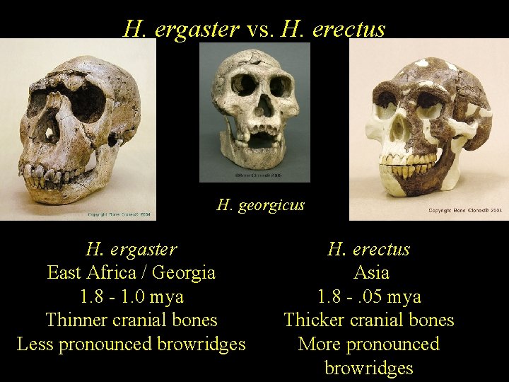 H. ergaster vs. H. erectus H. georgicus H. ergaster East Africa / Georgia 1.