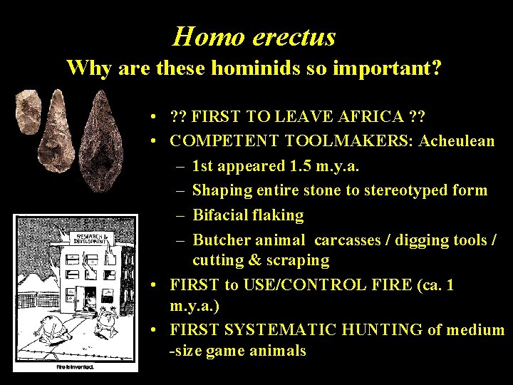 Homo erectus Why are these hominids so important? • ? ? FIRST TO LEAVE