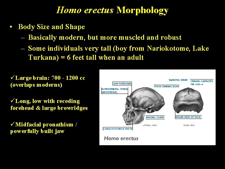 Homo erectus Morphology • Body Size and Shape – Basically modern, but more muscled