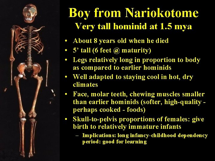 Boy from Nariokotome Very tall hominid at 1. 5 mya • About 8 years