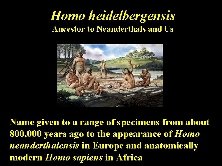 Homo heidelbergensis Ancestor to Neanderthals and Us Name given to a range of specimens