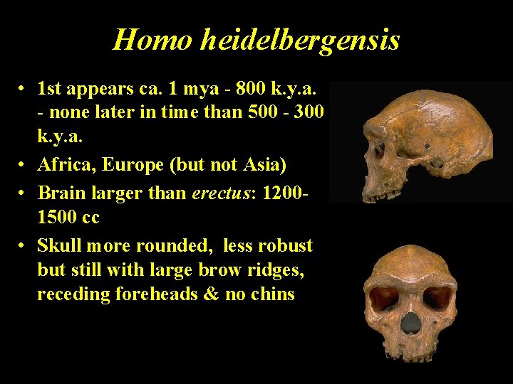 Homo heidelbergensis • 1 st appears ca. 1 mya - 800 k. y. a.