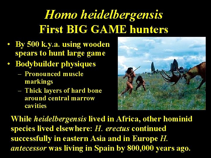 Homo heidelbergensis First BIG GAME hunters • By 500 k. y. a. using wooden