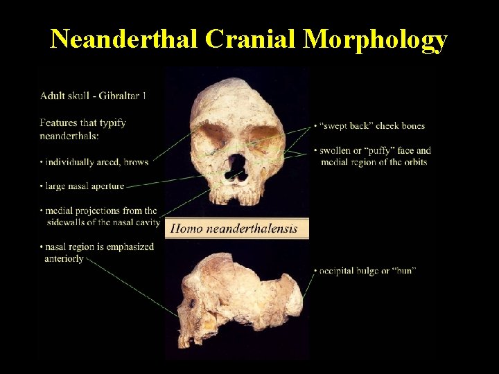 Neanderthal Cranial Morphology 