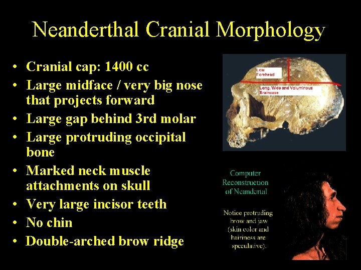 Neanderthal Cranial Morphology • Cranial cap: 1400 cc • Large midface / very big