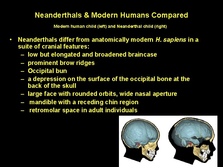 Neanderthals & Modern Humans Compared Modern human child (left) and Neanderthal child (right) •