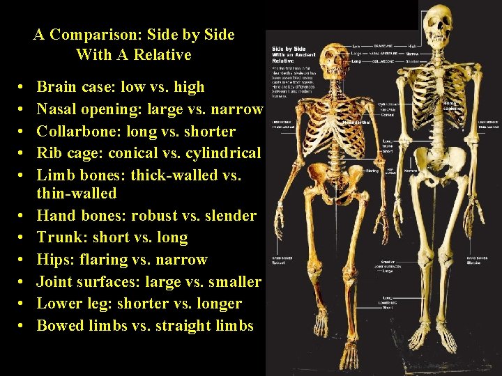 A Comparison: Side by Side With A Relative • • • Brain case: low