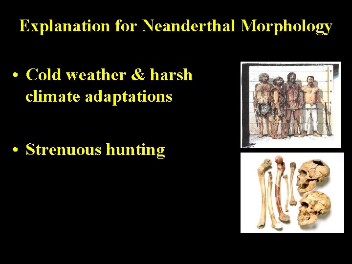 Explanation for Neanderthal Morphology • Cold weather & harsh climate adaptations • Strenuous hunting