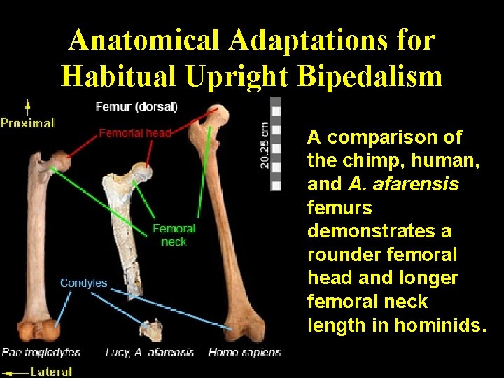 Anatomical Adaptations for Habitual Upright Bipedalism A comparison of the chimp, human, and A.