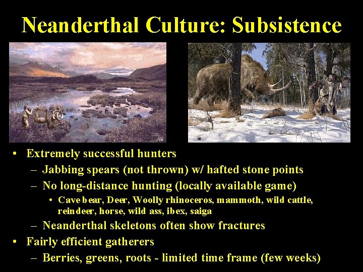 Neanderthal Culture: Subsistence • Extremely successful hunters – Jabbing spears (not thrown) w/ hafted