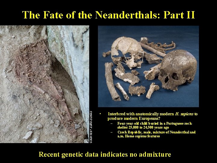 The Fate of the Neanderthals: Part II • Interbred with anatomically modern H. sapiens