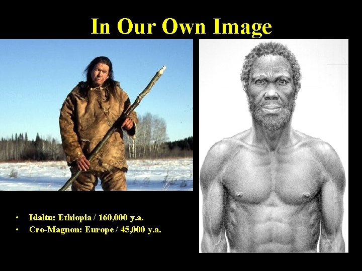 In Our Own Image • • Idaltu: Ethiopia / 160, 000 y. a. Cro-Magnon: