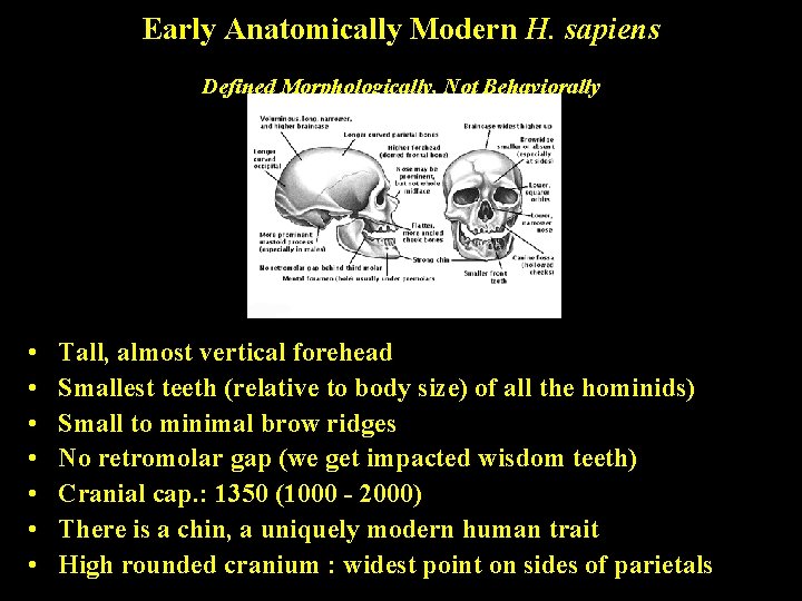 Early Anatomically Modern H. sapiens Defined Morphologically, Not Behaviorally • • Tall, almost vertical