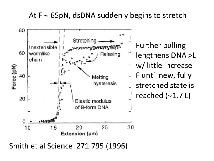 At F ~ 65 p. N, ds. DNA suddenly begins to stretch Further pulling