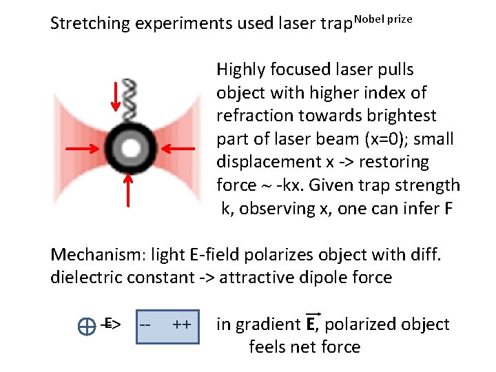 Stretching experiments used laser trap. Nobel prize Highly focused laser pulls object with higher