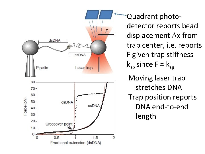 Quadrant photodetector reports bead displacement Dx from trap center, i. e. reports F given