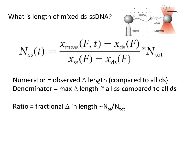 What is length of mixed ds-ss. DNA? Numerator = observed D length (compared to