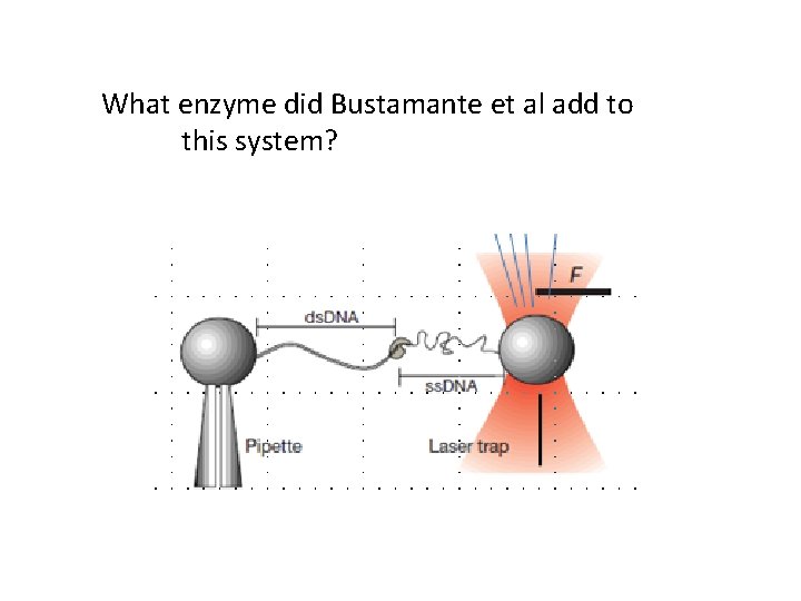 What enzyme did Bustamante et al add to this system? 