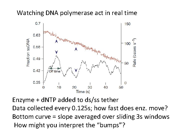 Watching DNA polymerase act in real time Enzyme + d. NTP added to ds/ss