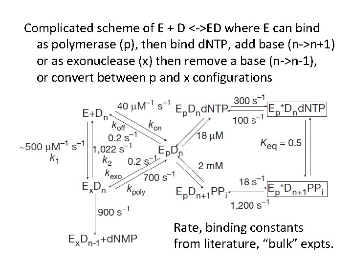 Complicated scheme of E + D <->ED where E can bind as polymerase (p),