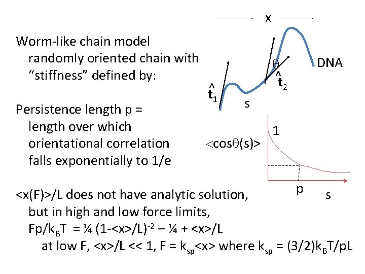 x Worm-like chain model randomly oriented chain with “stiffness” defined by: Persistence length p