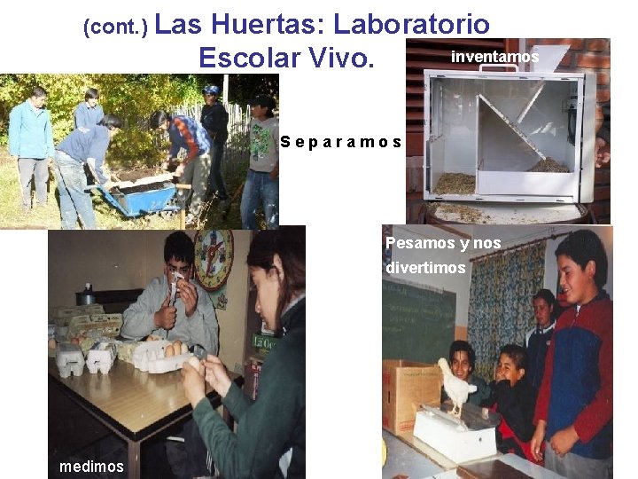 (cont. ) Las Huertas: Laboratorio inventamos Escolar Vivo. Separamos Pesamos y nos divertimos medimos