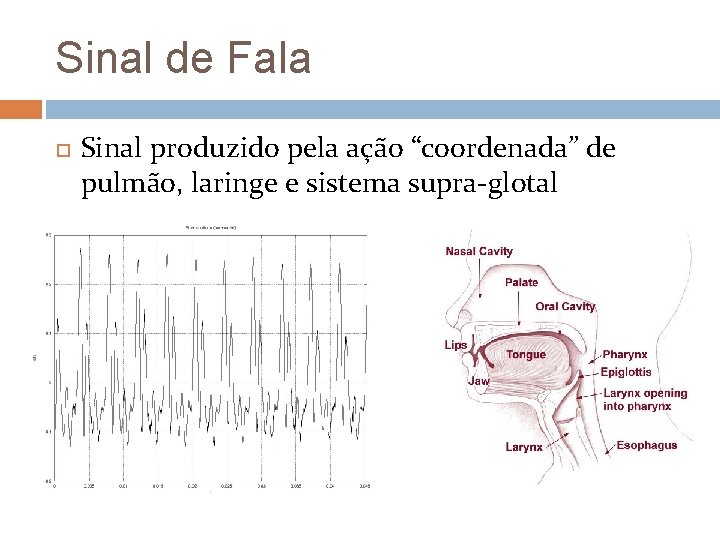 Sinal de Fala Sinal produzido pela ação “coordenada” de pulmão, laringe e sistema supra-glotal