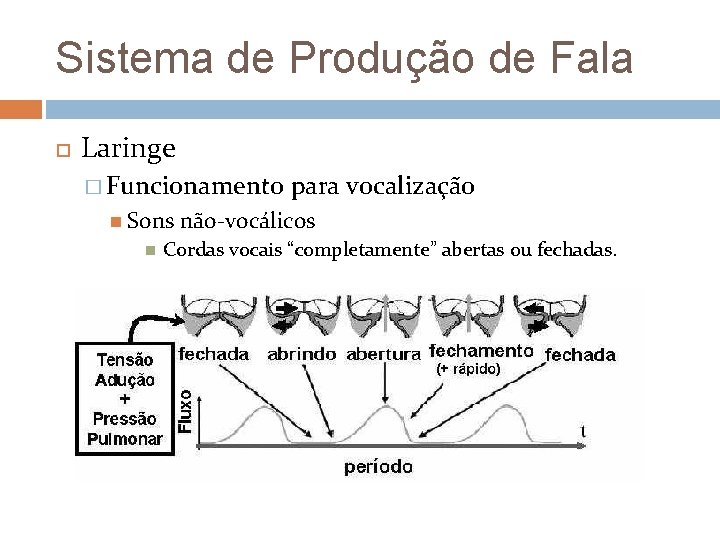 Sistema de Produção de Fala Laringe � Funcionamento Sons para vocalização não-vocálicos Cordas vocais