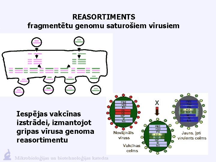 REASORTIMENTS fragmentētu genomu saturošiem vīrusiem Iespējas vakcīnas izstrādei, izmantojot gripas vīrusa genoma reasortimentu 