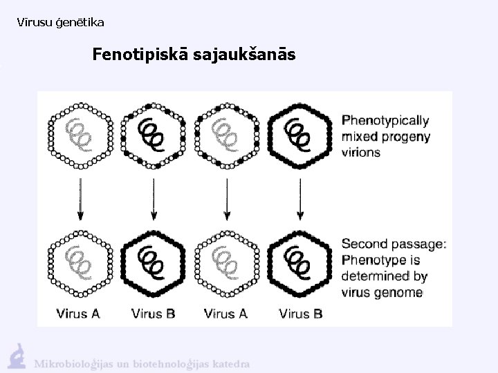 Vīrusu ģenētika Fenotipiskā sajaukšanās 