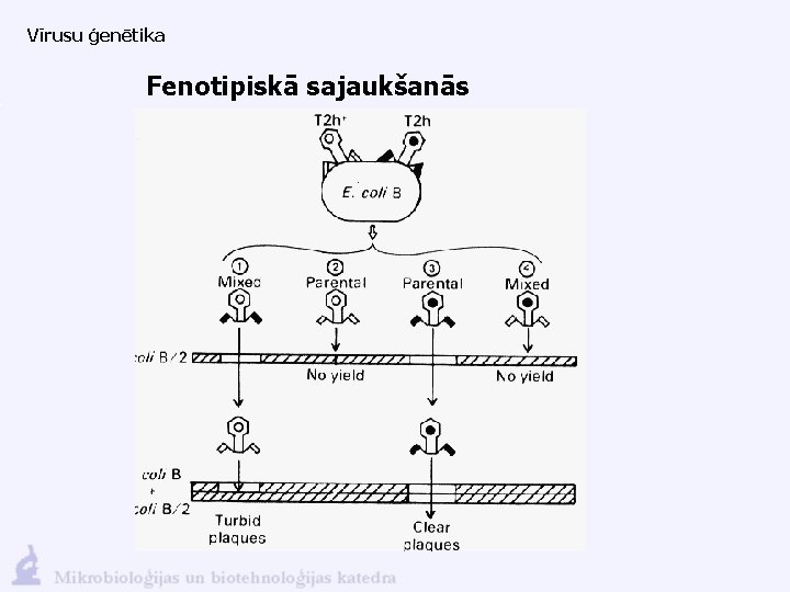 Vīrusu ģenētika Fenotipiskā sajaukšanās 